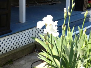 white irises