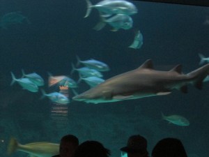 picnic, sky diving, North Carolina 095