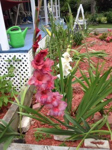 gladioli